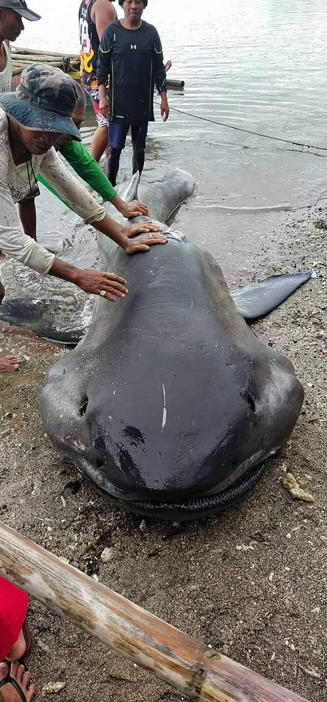 長相奇特的深海怪魚其實是「巨口鯊」。（圖／翻攝自「Nonus Enolvus」FB）