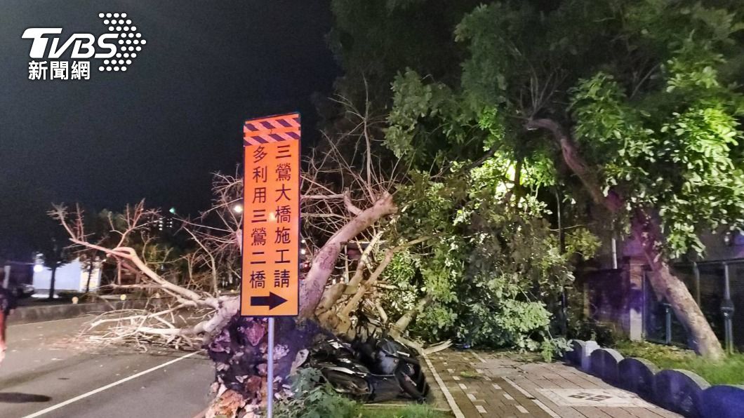 三峽15公尺高路樹暗夜中倒塌 重砸7輛機車