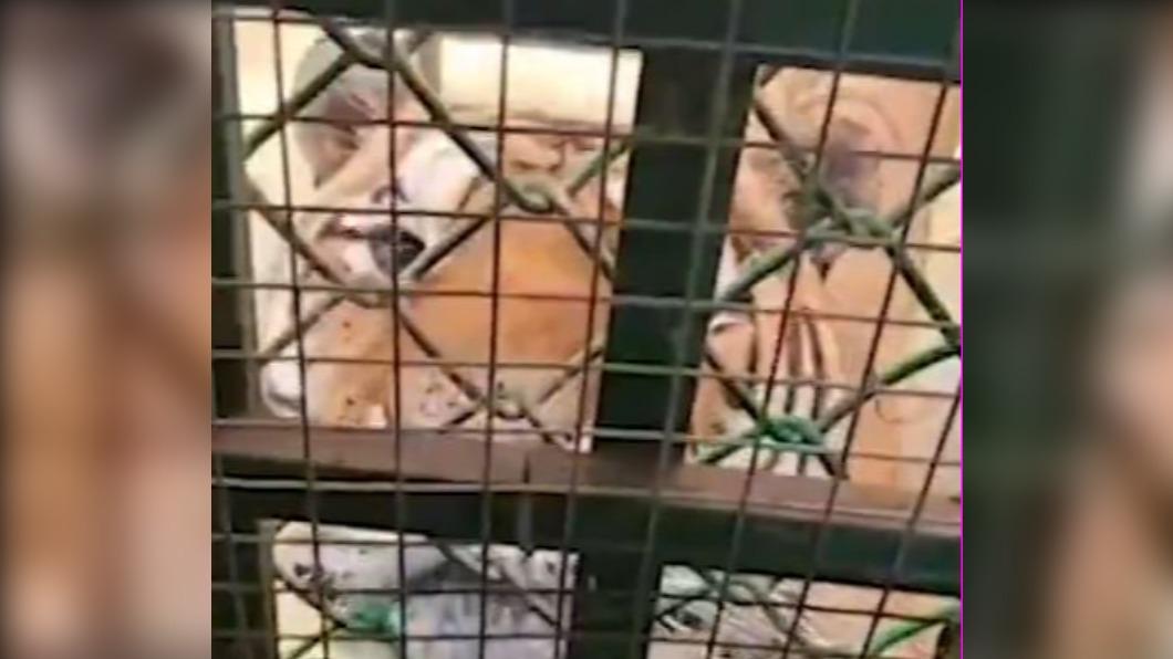 大陸河南一家野生動物園,打造了一間虎園廁所。(圖/翻攝自好看視頻)