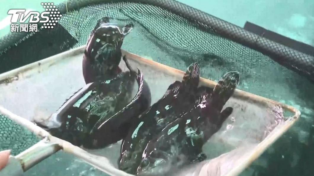 陸禁輸入　石斑魚納營養午餐菜單、中小學生每月吃一次