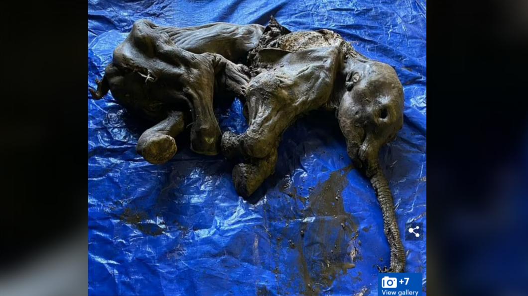 這隻猛獁幼象被取名為「Nun Cho Ga」。(圖/翻攝自DailyMail)