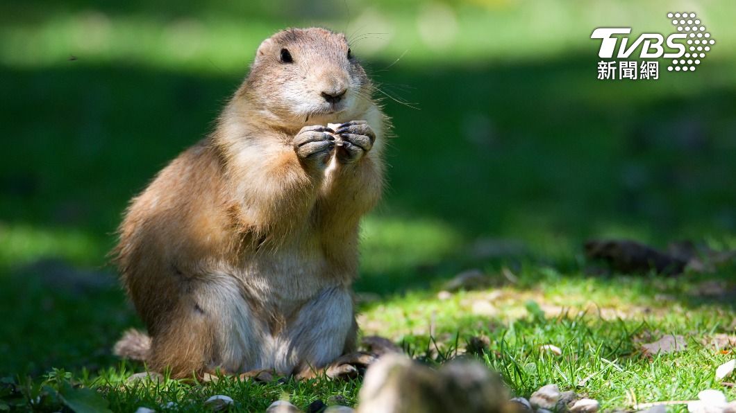 寵物土撥鼠。(示意圖/shutterstock 達志影像)