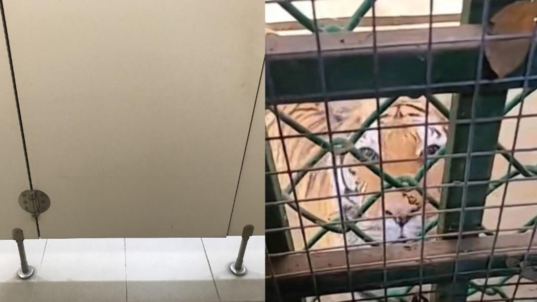 你敢上嗎?河南動物園廁所緊連虎籠 如廁被「虎視眈眈」