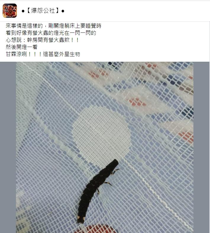 原PO表示蟲子會一閃一閃發光。(圖/翻攝自爆怨公社)