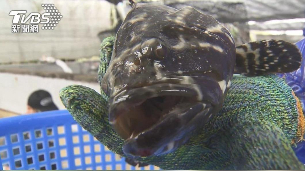 陸又驗出2批石斑魚有禁藥? 農委會:胡亂指控無法接受