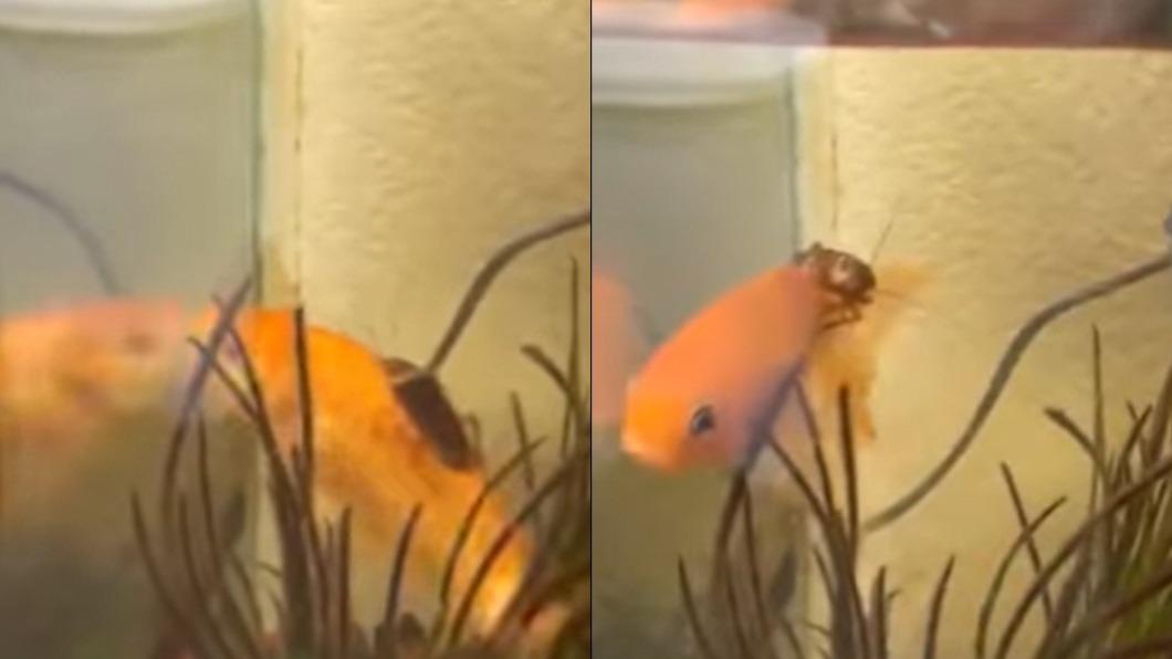 一隻蟑螂騎金魚的影片在網路上瘋傳。（圖／翻攝自臉書社團爆廢公社公開版）