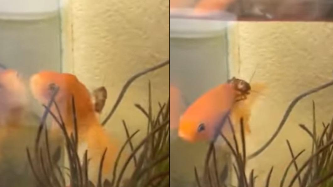 無論金魚如何游動，小強都緊緊趴在背上，宛如駕御座騎。（圖／翻攝自臉書社團爆廢公社公開版）