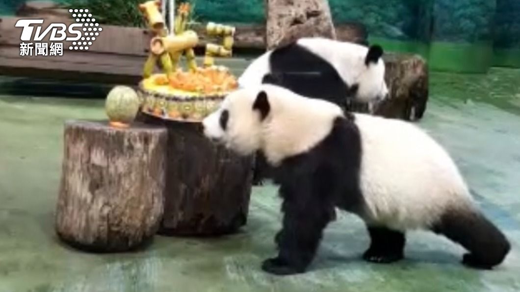 大貓熊「圓寶」2歲了! 線上生日趴大口喀蛋糕超可愛