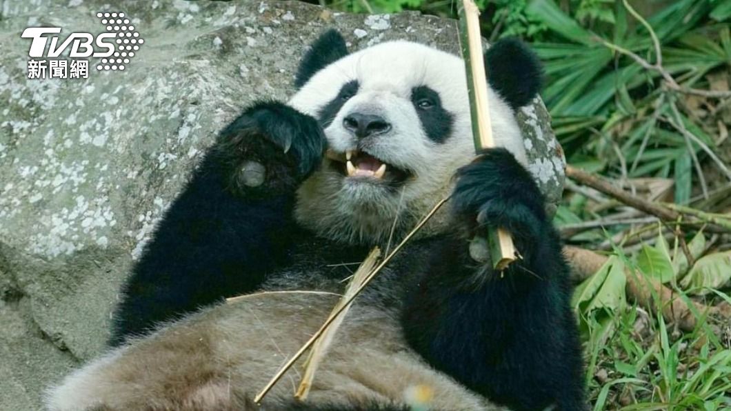 大貓熊「圓寶」要3歲了! 北市動物園邀粉絲一起來慶生