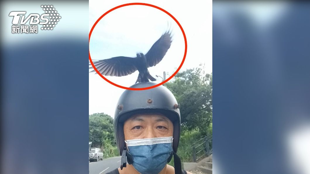 狂啄好幾下！騎車遇鳥「空襲」緊追安全帽　民眾嚇爆