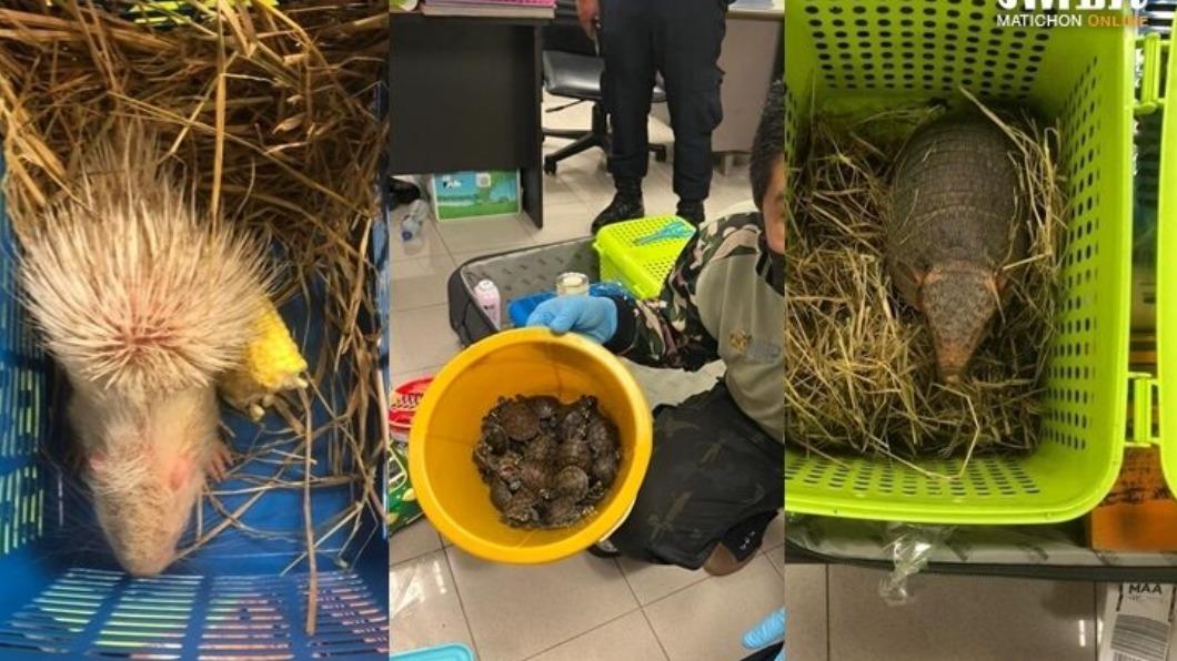 印度女遊泰國竟走私動物　有龜有蛇109隻塞爆行李箱
