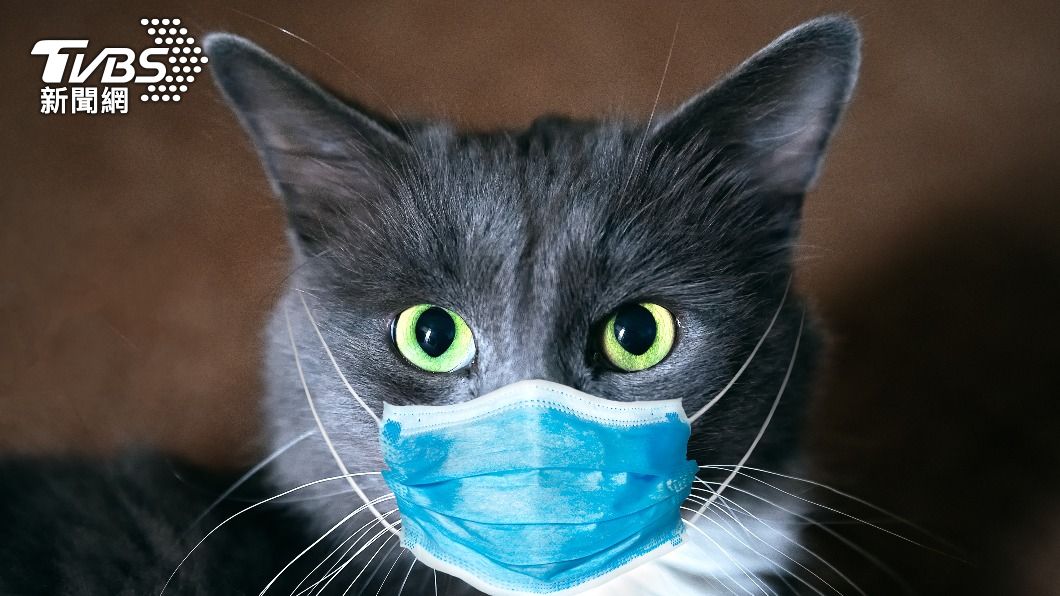 醫生建議動物應佩戴口罩。（示意圖／shutterstock達志影像）