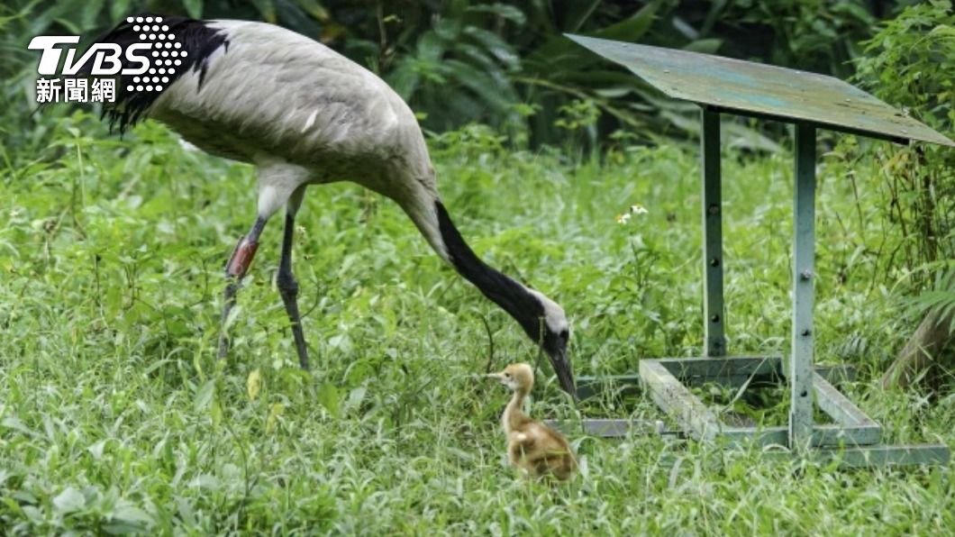 來台11年終有好消息 北市動物園丹頂鶴當爸媽