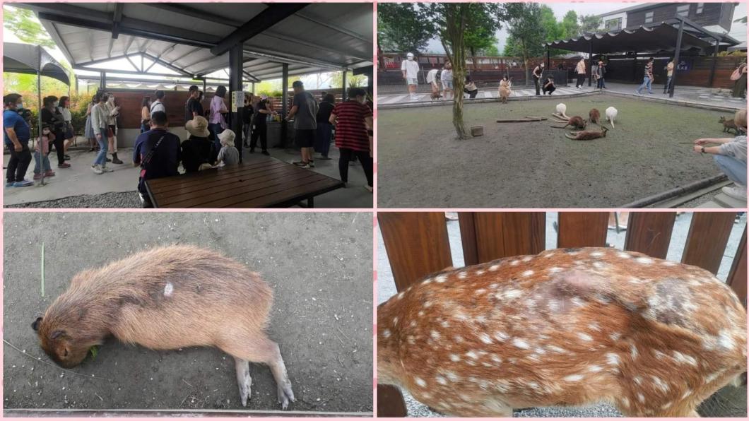 原PO曬出園區內動物的受傷照。(圖/翻攝自爆料公社)