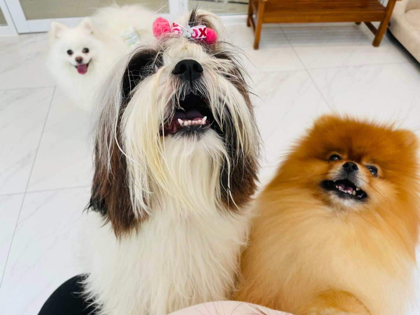 陳文茜在愛犬的救助下,才從昏迷中醒來。(圖/翻攝自陳文茜臉書)