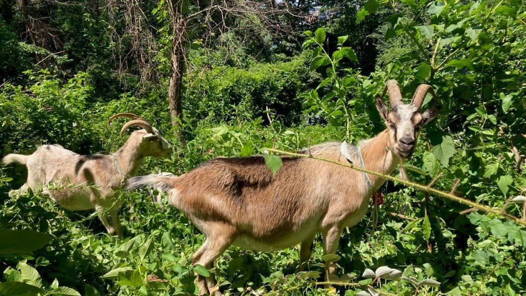 一石二鳥!曼哈頓公園「放羊吃草」 滅少入侵物種還能止飢