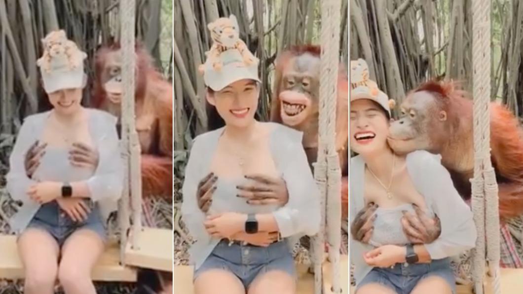 工讀生出來!泰國正妹參觀動物園 竟遭猩猩鹹豬手揉胸