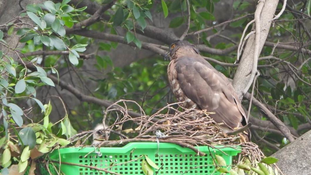 鳳頭蒼鷹幼鳥回家團圓 親鳥餵食補巢