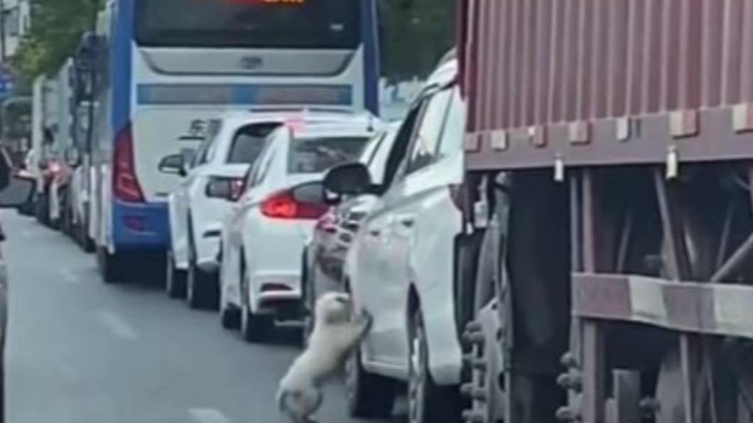 主人突開車門狠心丟棄!小狗猛扒門乞求 無助模樣惹鼻酸
