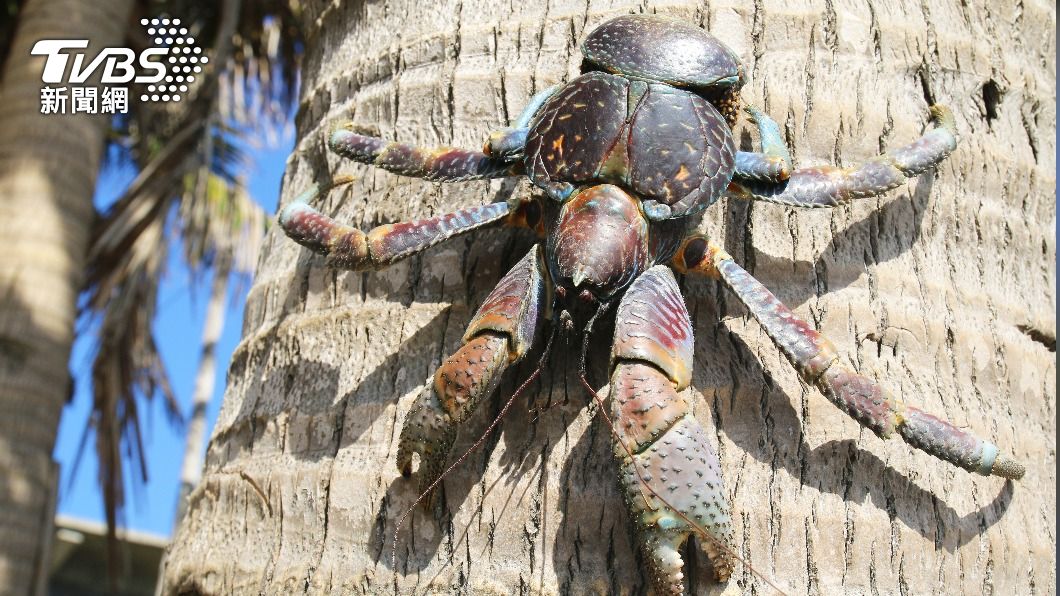椰子蟹是現存最大型的陸生節肢動物。(示意圖/shutterstock 達志影像)