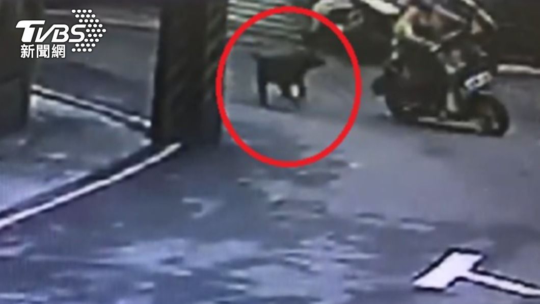 小黑別追我!遛狗「沒牽繩」 追騎士 飼主挨罰五千