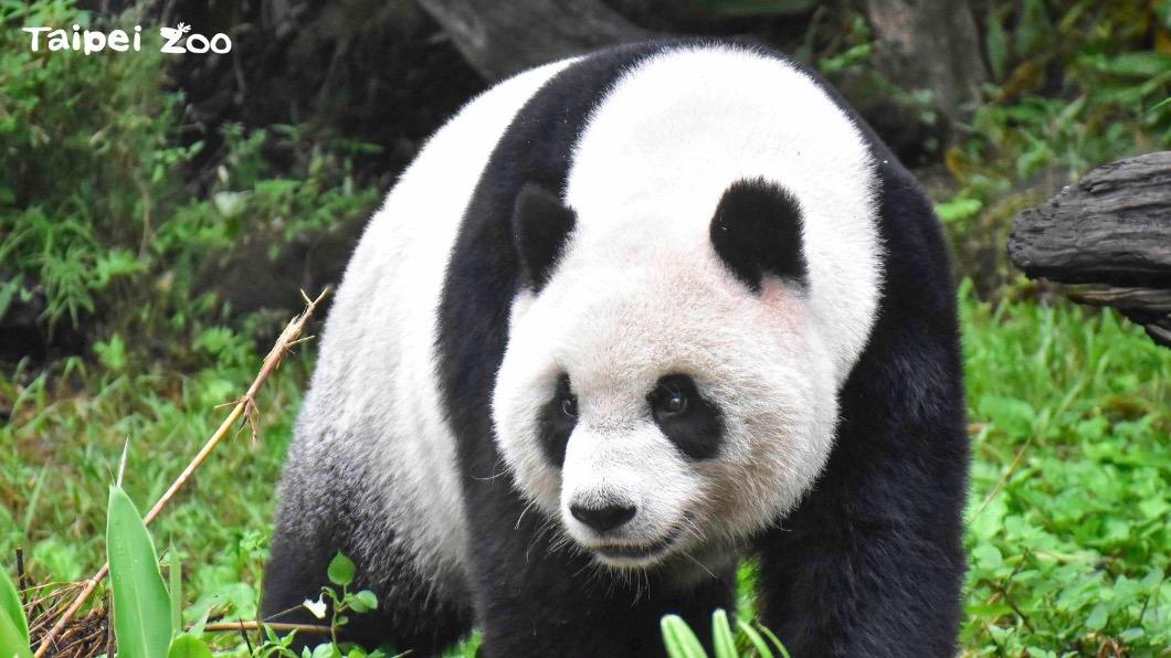 「圓仔」進入假孕期，生日當天呼呼大睡。（圖／翻攝自臺北市立動物園臉書）