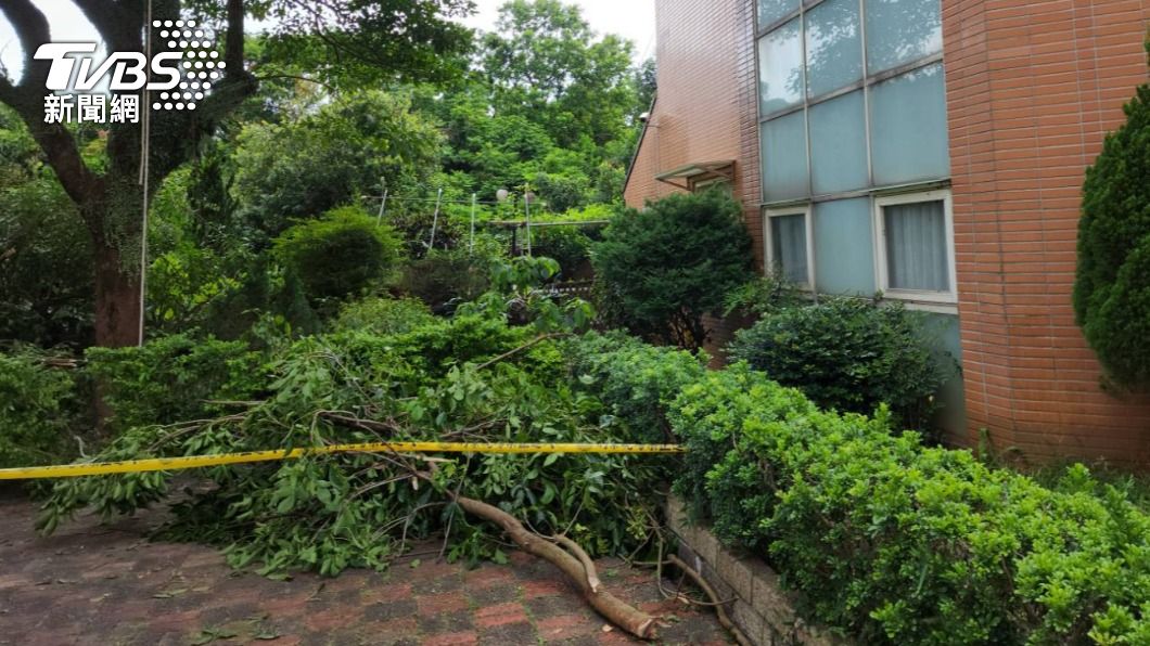 為修剪枝葉！園藝工沒踩穩3米高樹墜地　臉部變形搶救死亡