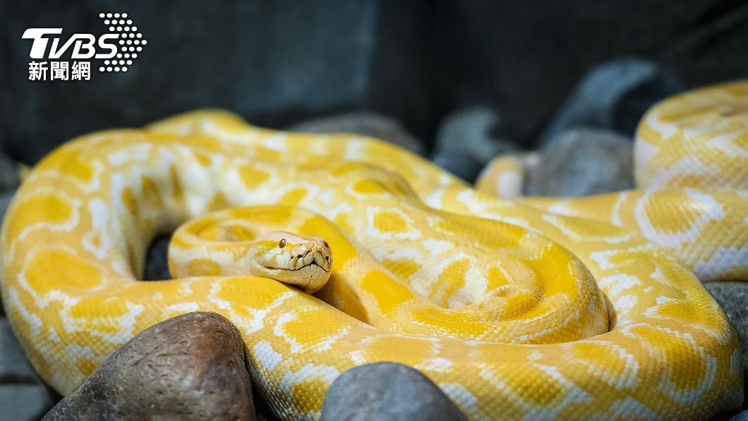黃金蟒體型相當巨大。(示意圖/shutterstock達志影像)
