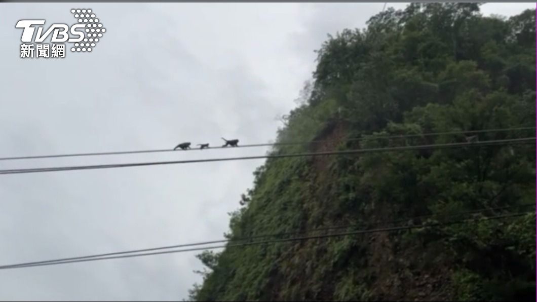 抓到了「猴囡仔」偷荔枝！九九峰猴群空中走電纜狂奔