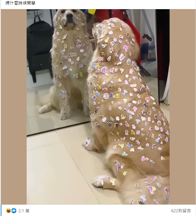 身上都是貼紙的阿金,表情就像在求救什麼時候開學。(圖/翻攝自臉書社團爆廢公社)