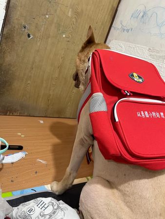 還有小孩異想天開將書包給狗狗背,想讓牠頂替上學。(圖/翻攝自臉書社團爆廢公社)