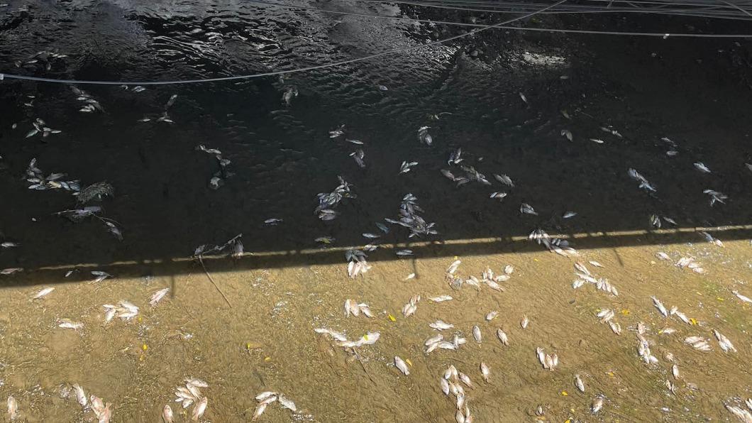 疑似因天氣高溫炎熱,導致大量魚群死亡。(圖/翻攝自基隆人FB)