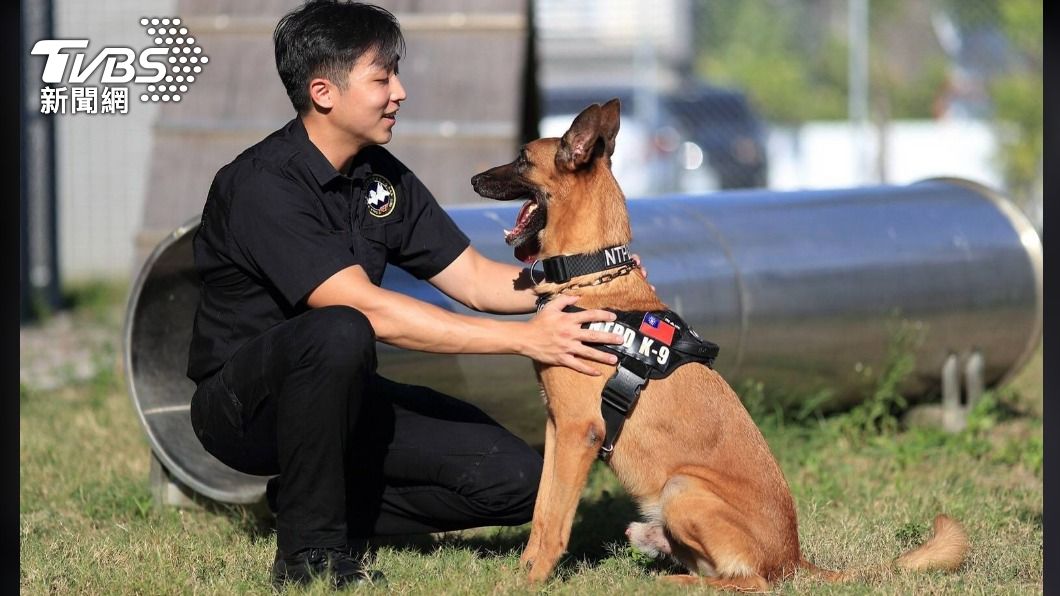 元老級偵爆犬「粗骨」病逝　網友鼻酸淚喊：任務結束