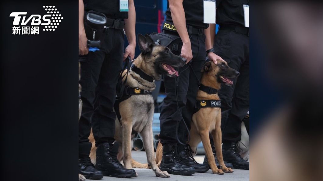 元老級偵爆犬「粗骨」（右）上個月病逝。（圖／TVBS）