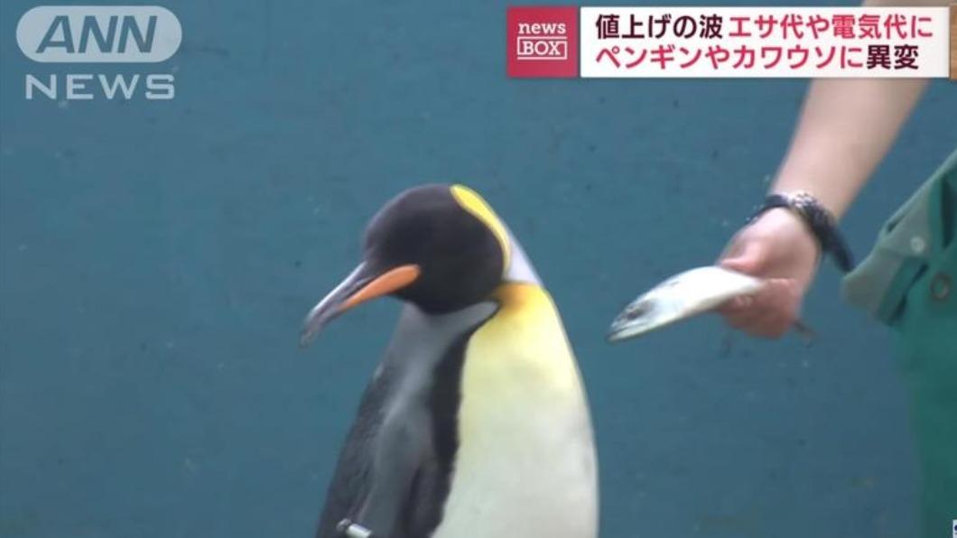 便宜的不吃!日本水族館抗通膨換平價飼料 遭企鵝嫌棄拒吃
