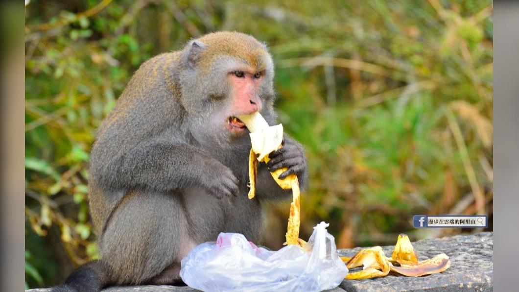 請勿餵食!阿里山動物愛接近遊客 事實是...