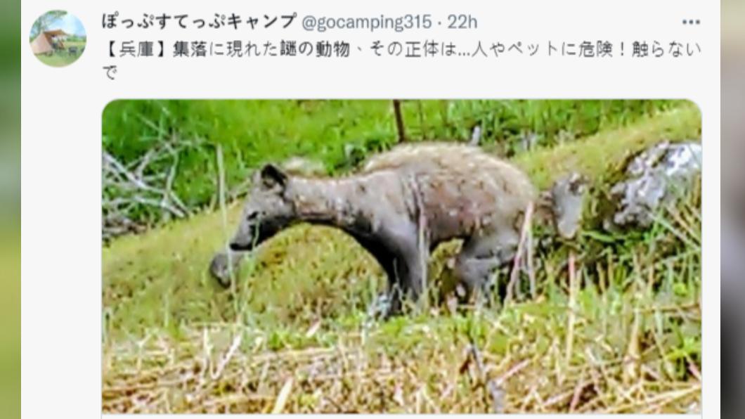 日本驚現無毛長腳「神祕生物」 專家警告:千萬不能碰