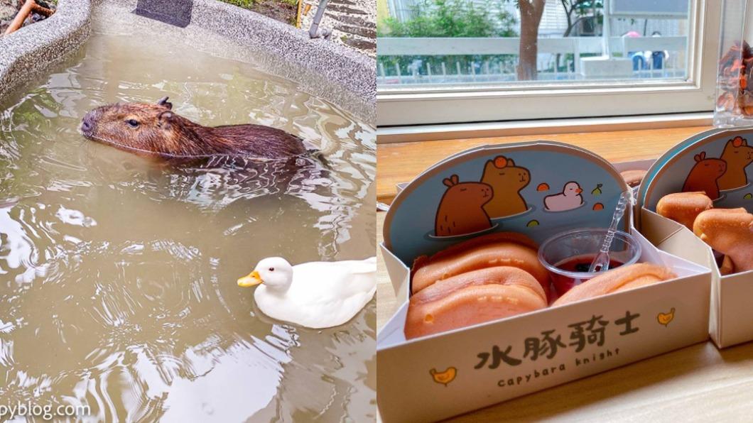 最萌動物登場!全台5處水豚君景點 近距離互動超療癒