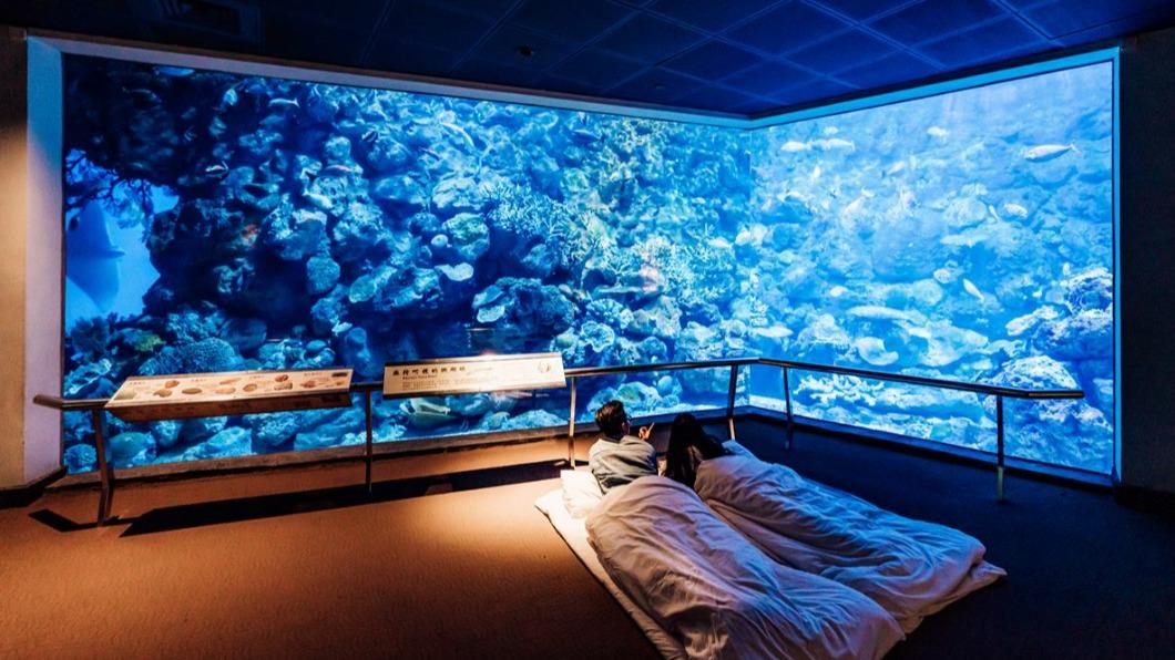 屏東海生館限時活動！超萌魟魚沉浸投影　夜宿活動必體驗