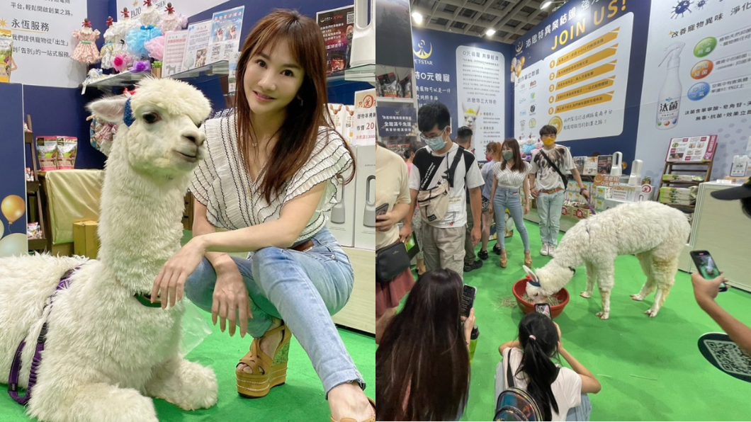 王宥忻「羊駝澎澎秀」吸千人看洗澡 現身寵物展吃草超萌