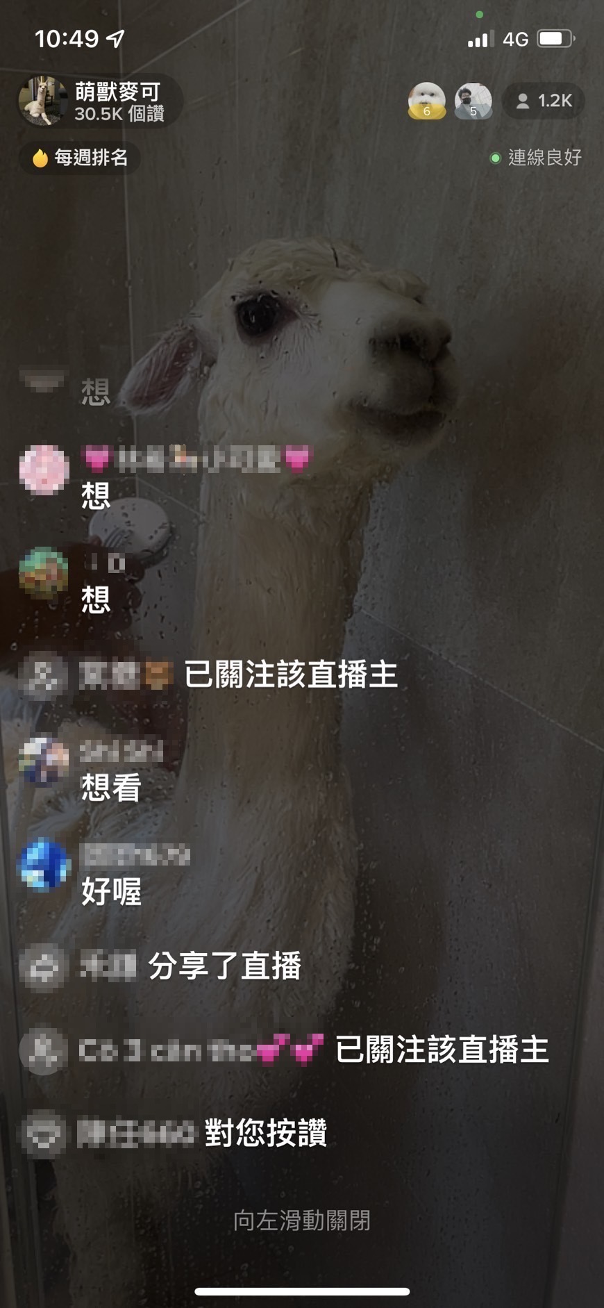 麥可洗澡吸引千人觀看。(圖/沛思特Petstar提供)