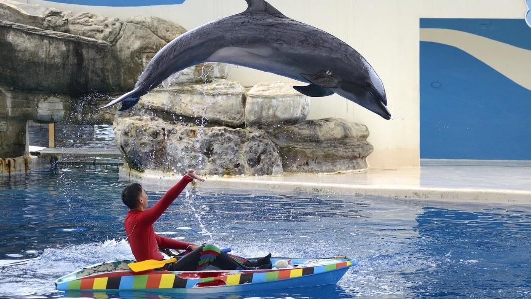 遠雄海洋公園擁有精彩的海豚精靈秀。(圖/翻攝自遠雄海洋公園臉書)