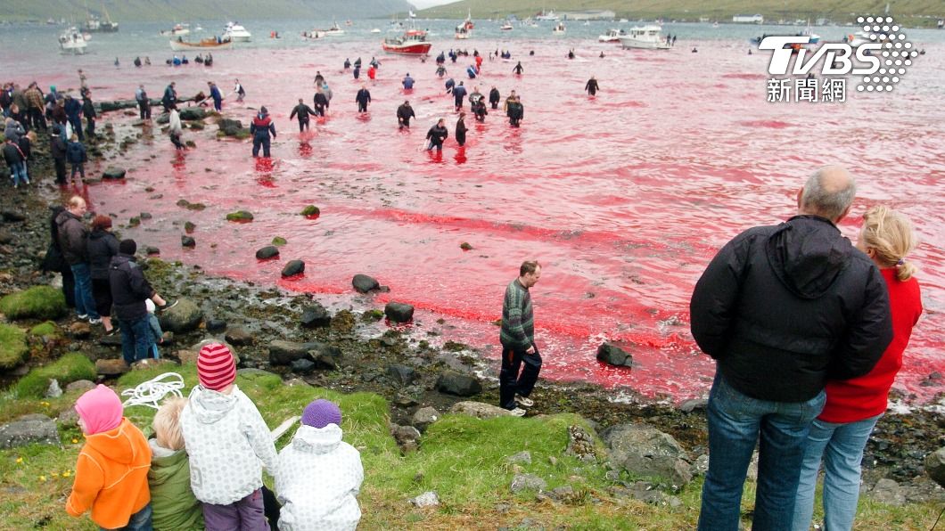 將鯨豚困在海灣內獵殺,法羅群島獵殺習俗屢屢引發爭議。(圖/達志影像路透社)