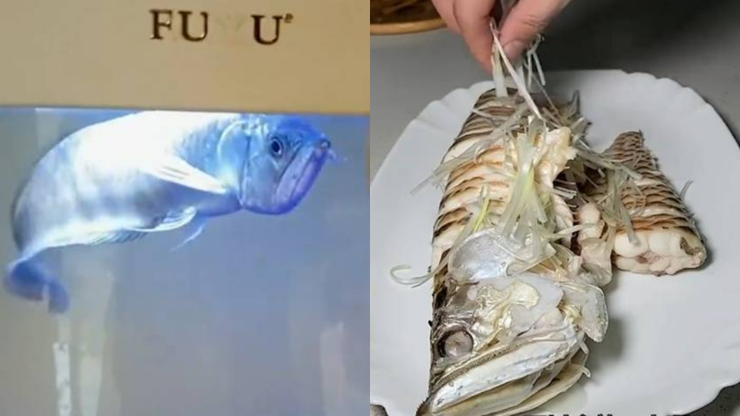河南一名男子飼養3年的銀龍魚突然暴斃。（圖／翻攝自網易新聞）