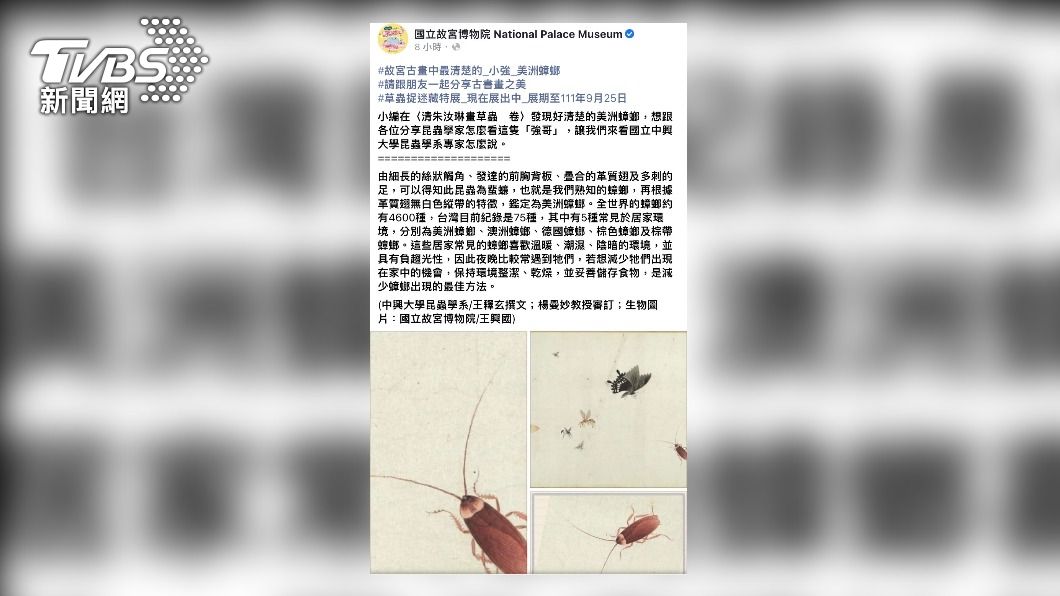 國立故宮博物院臉書小編發文稱，在〈清朱汝琳畫草蟲　卷〉發現很清楚的「美洲蟑螂」。（圖／國立故宮博物院）