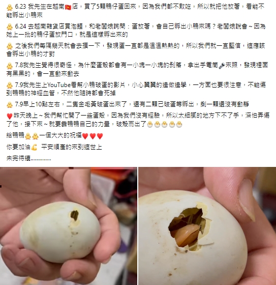有民眾買了鴨仔蛋回家，意外晉升鴨寶寶鏟屎官。（圖／翻攝自爆廢公社公開版臉書）