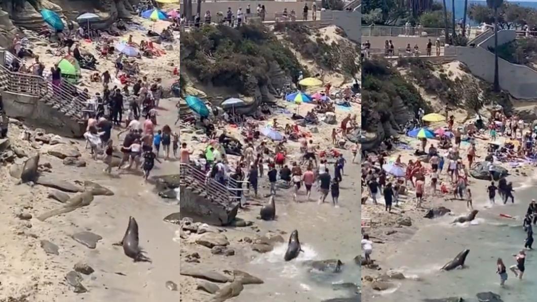聖地牙哥海獅「牙起來」 想交配朝人群狂奔
