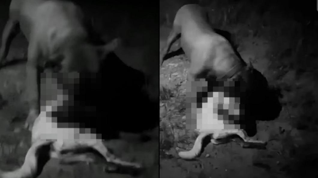惡飼主放任比特獵殺浪犬。（圖／翻攝自臉書）