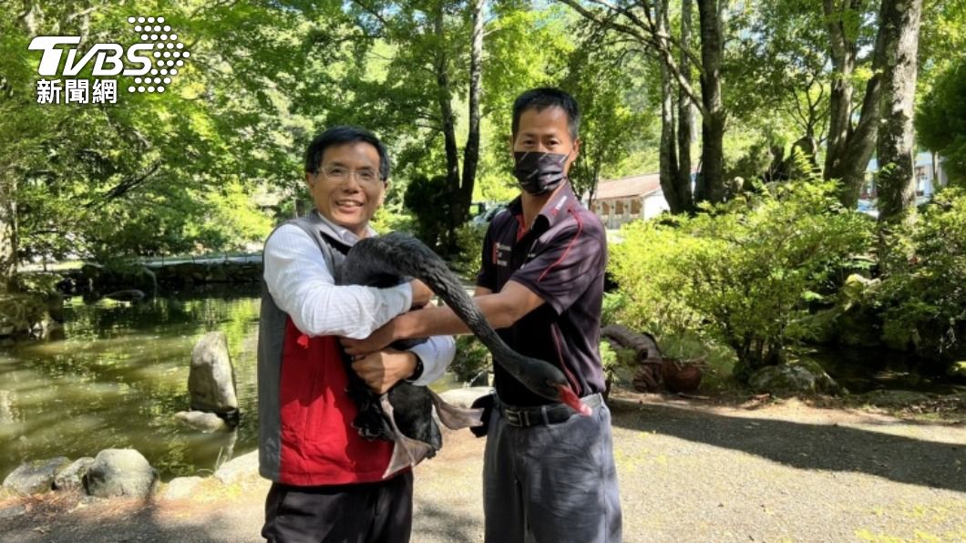 武陵農場黑天鵝家族再添新員　優化家族基因