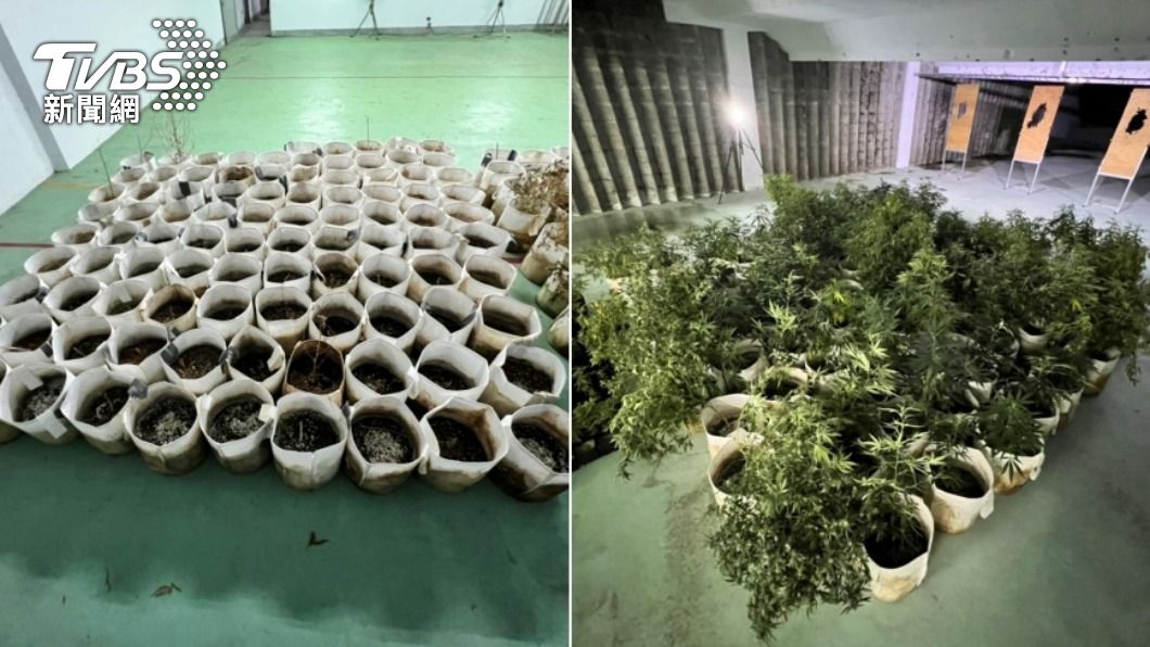 警方在透天民宅內查獲逾400株大麻植株。(圖/TVBS)